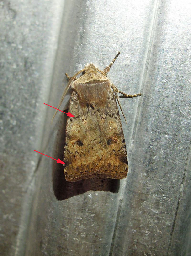 Cerastis faceta